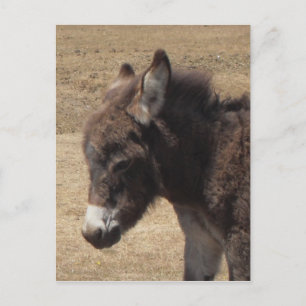 Cartão Postal Foto de Donkey Foal