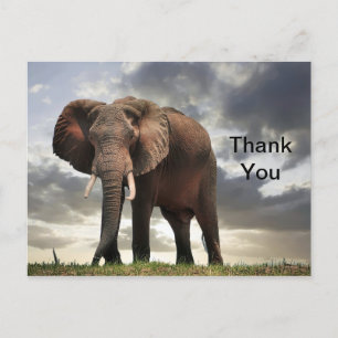 Cartão Postal Foto de Elefante da Vida Selvagem Obrigado