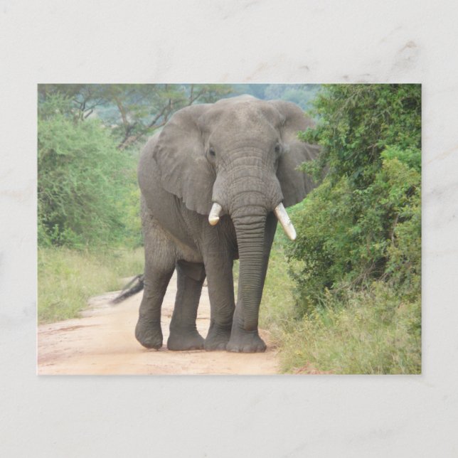 Cartão Postal Foto de Elefante Grande (Frente)