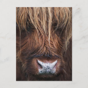 Cartão Postal Foto de encerramento da Scottish Highland Cow (Coo