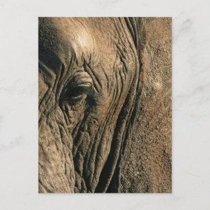 Cartão Postal Foto de estreia do olho de elefante africano