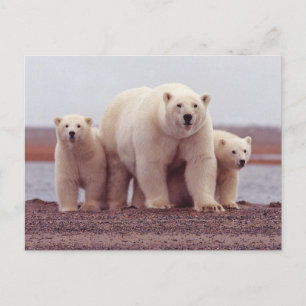 Cartão Postal Foto de Família de Urso Polar Mãe e Filhotes