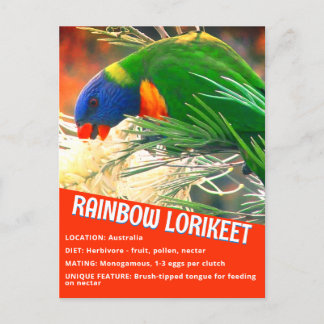 Cartão Postal Foto de Fatos Educacionais do Rainbow Lorikeet Bir