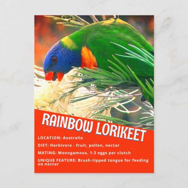 Cartão Postal Foto de Fatos Educacionais do Rainbow Lorikeet Bir (Frente)