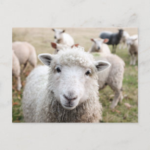 Cartão Postal Foto de fechamento de ovelhas brancas e bonitas