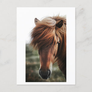 Cartão Postal Foto de Fechamento do Cavalo Marrom