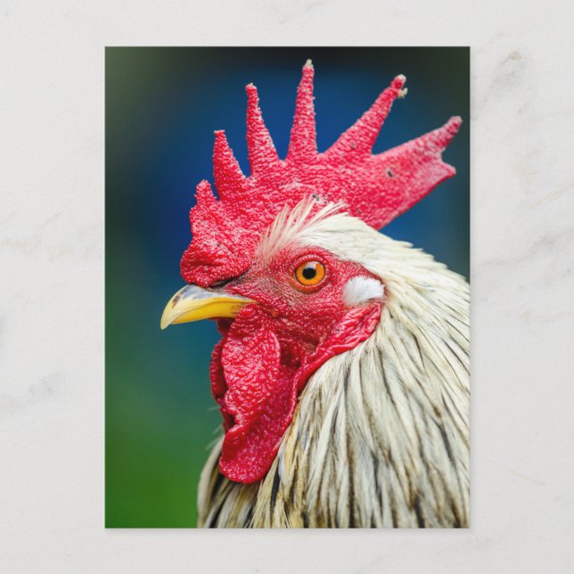 Cartão Postal Foto de Fechamento do Rooster (Frente)