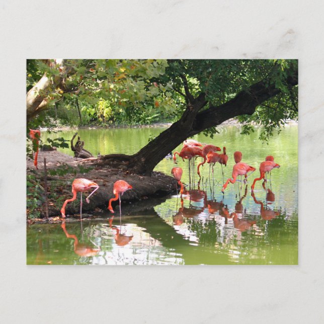 Cartão Postal Foto de Flamingo Flamingo, Rosa, Wildlife (Frente)