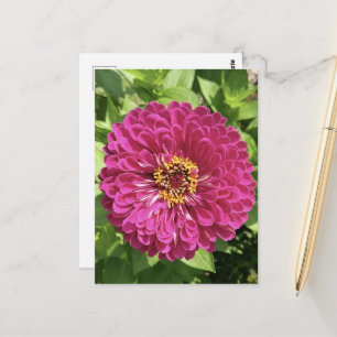 Cartão Postal Foto de Flor de Zínia Vibrante