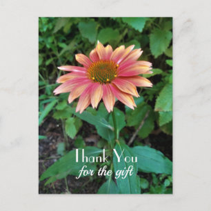 Cartão Postal Foto de Flor de Zinnia Rosa Obrigado com Saudação