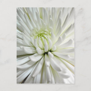 Cartão Postal Foto de Flores Mães Brancas de Chrysanthemum