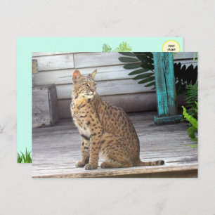 Cartão Postal Foto de Flórida Bobcat