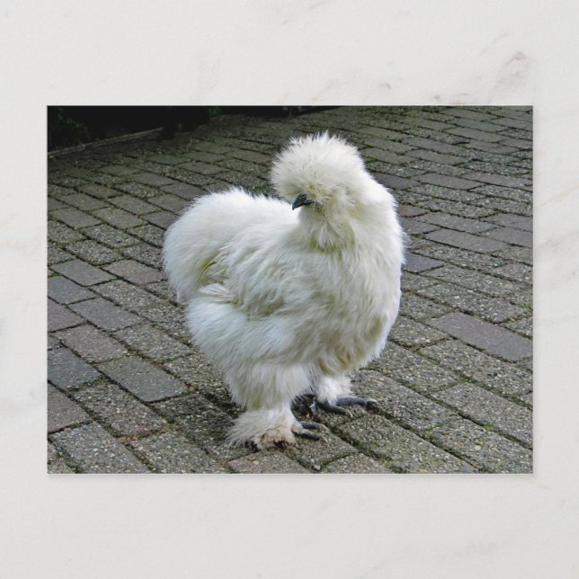 Cartão Postal Foto de frango branco Silkie (Frente)