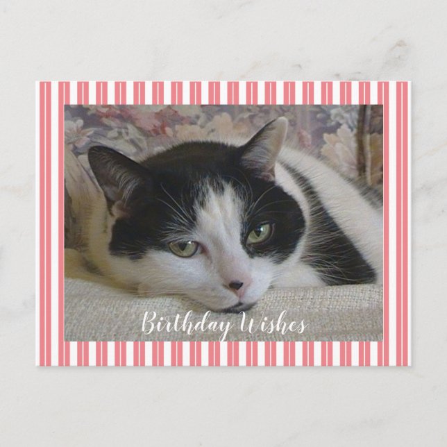 Cartão Postal Foto de gato  (Frente)