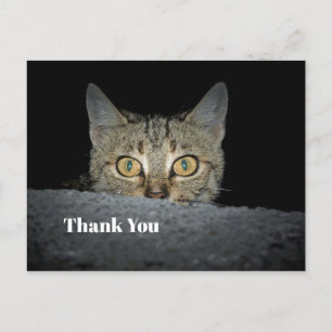 Cartão Postal Foto de Gato Angorá Fofo Espiando Obrigado