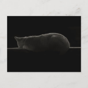 Cartão Postal Foto de Gato de Dormir