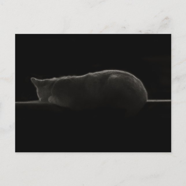 Cartão Postal Foto de Gato de Dormir (Frente)