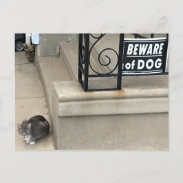 Cartão Postal Foto de Gato Engraçado