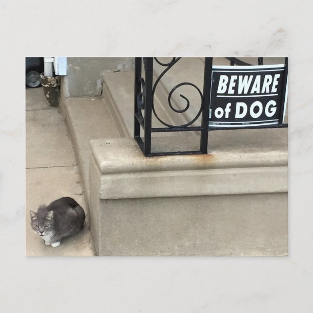 Cartão Postal Foto de Gato Engraçado (Frente)