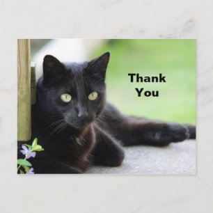Cartão Postal Foto de Gato Preto Bonito Obrigado