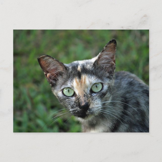 Cartão Postal Foto de gato TortoisesInferno Bonito (Frente)