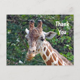 Cartão Postal Foto de Girafa da Vida Selvagem Obrigado