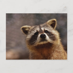 Cartão Postal Foto de Guaxinim Curioso