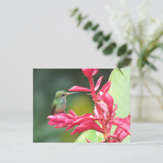 Cartão Postal Foto de Homem-Pássaro de garganta azul