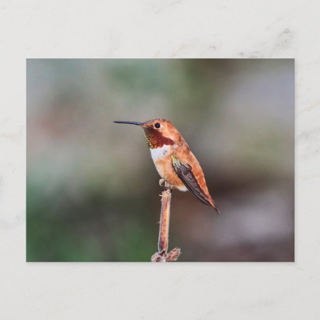 Cartão Postal Foto de Hummingbird (Frente)