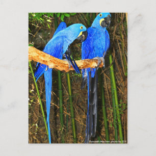 Cartão Postal Foto de Hyacinth Macaws por JLH