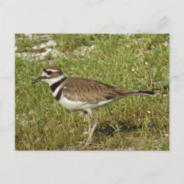 Cartão Postal Foto de Killdeer