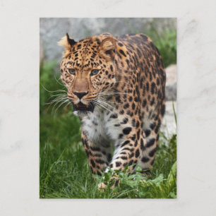 Cartão Postal Foto de Leopardo
