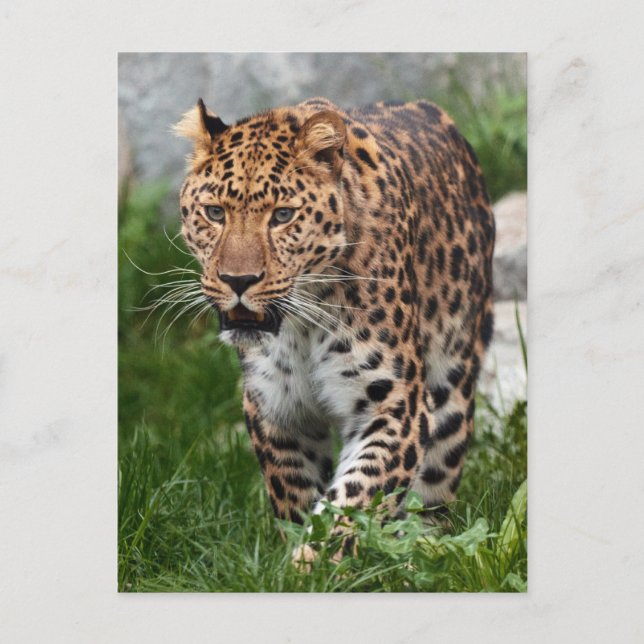 Cartão Postal Foto de Leopardo (Frente)
