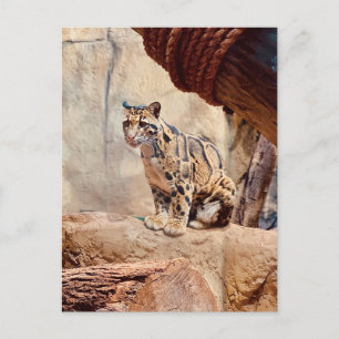 Cartão Postal foto de leopardo nebuloso natureza vida selvagem e
