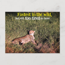 Foto de leopardo preguiçoso