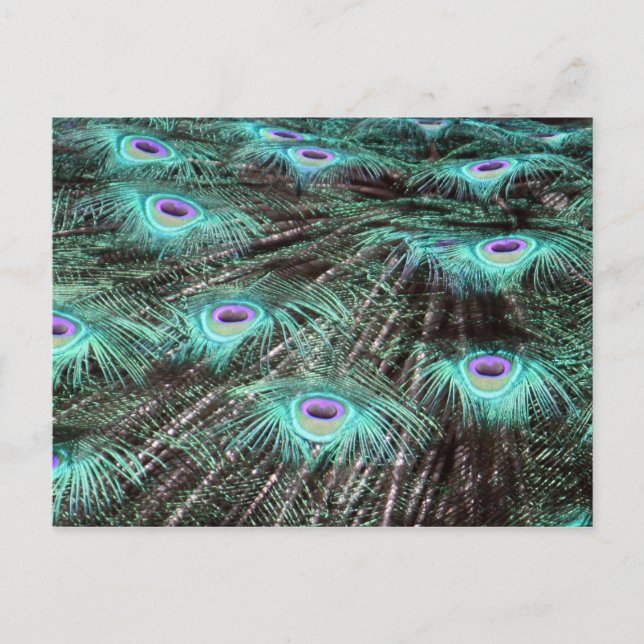 Cartão Postal Foto de lindas penas de pavão (Frente)