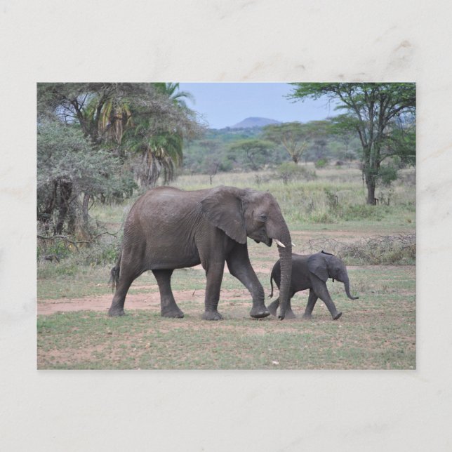 Cartão Postal Foto de Mãe e Bebê Elefante (Frente)