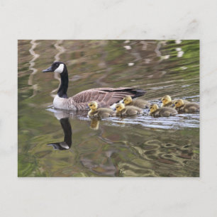 Cartão Postal Foto de Mãe Ganso e Gansos Bebês