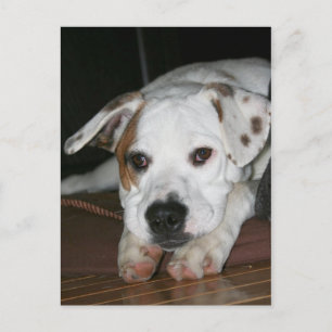 Cartão Postal Foto de Mistura de Bulldog com Mastiff