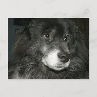 Cartão Postal Foto de Mistura de Chow Preto