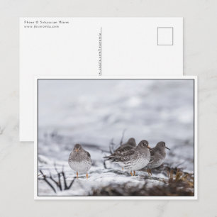 Cartão Postal Foto de Natureza de Pássaros Sandpiper