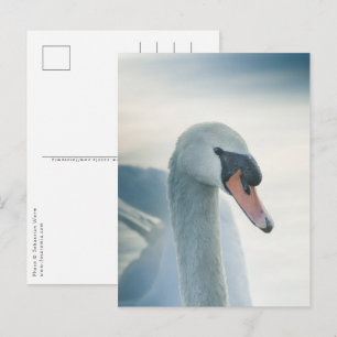 Cartão Postal Foto de Natureza de Swan Branco