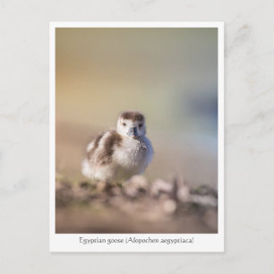 Cartão Postal Foto de Natureza de um Ganso Filhote