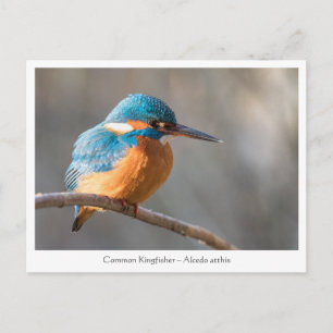 Cartão Postal Foto de natureza de um Martinete-comum