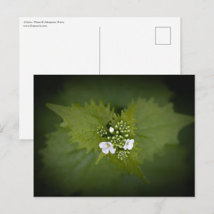 Cartão Postal Foto de natureza floral