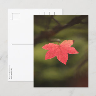 Cartão Postal Foto de Natureza Folha de outono vermelha