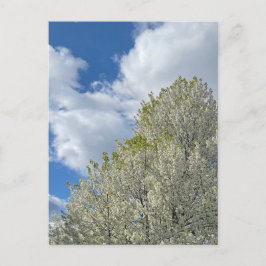 Cartão Postal Foto de Nuvens Céu Azul Árvore Branca