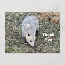 Cartão Postal Foto de Opossum Obrigado