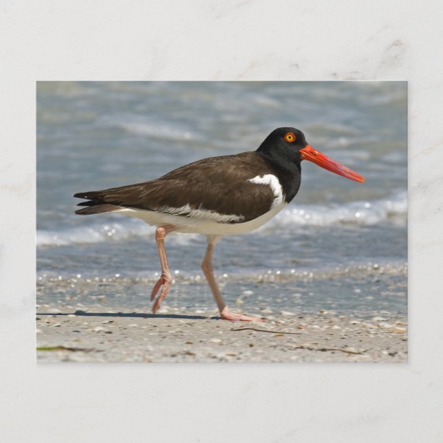 Cartão Postal Foto de Oystercatcher Americano (Frente)