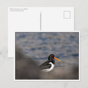 Cartão Postal Foto de Oystercatcher Nature